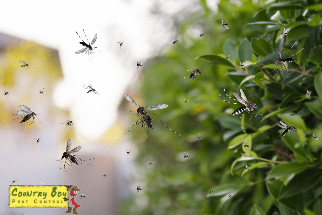 flying mosquitoes swarm